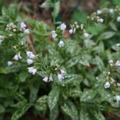 Perenn Omnia Garden Brokbladig Lungört Opal Ocupol