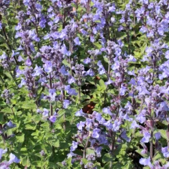 Perenn Omnia Garden Kantnepeta Purrsian Blue