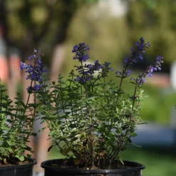 Perenn Omnia Garden Kantnepeta Purrsian Blue