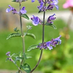 Perenn Omnia Garden Kantnepeta Purrsian Blue