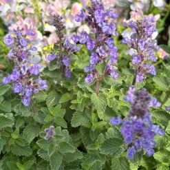 Perenn Omnia Garden Kantnepeta Purrsian Blue