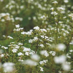 Perenn Omnia Garden Kaukasisk Förgätmigej Betty Bowring