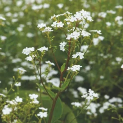 Perenn Omnia Garden Kaukasisk Förgätmigej Betty Bowring