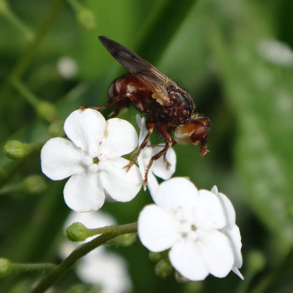 Perenn Omnia Garden Kaukasisk Förgätmigej Betty Bowring