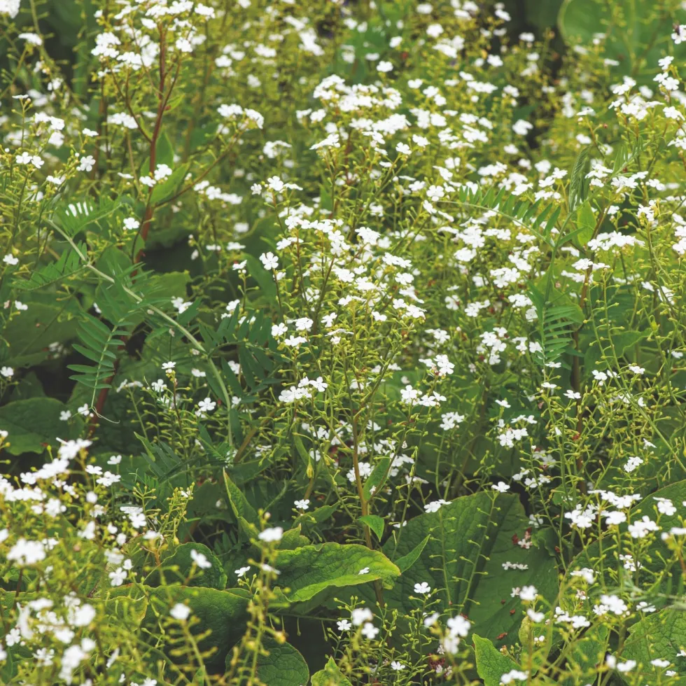 Perenn Omnia Garden Kaukasisk Förgätmigej Betty Bowring