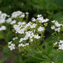 Perenn Omnia Garden Kaukasisk Förgätmigej Betty Bowring