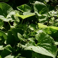 Perenn Omnia Garden Kaukasisk Förgätmigej Betty Bowring