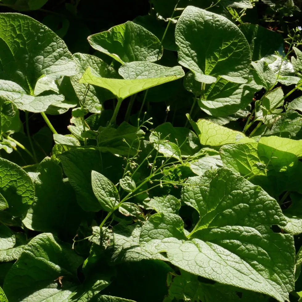 Perenn Omnia Garden Kaukasisk Förgätmigej Betty Bowring