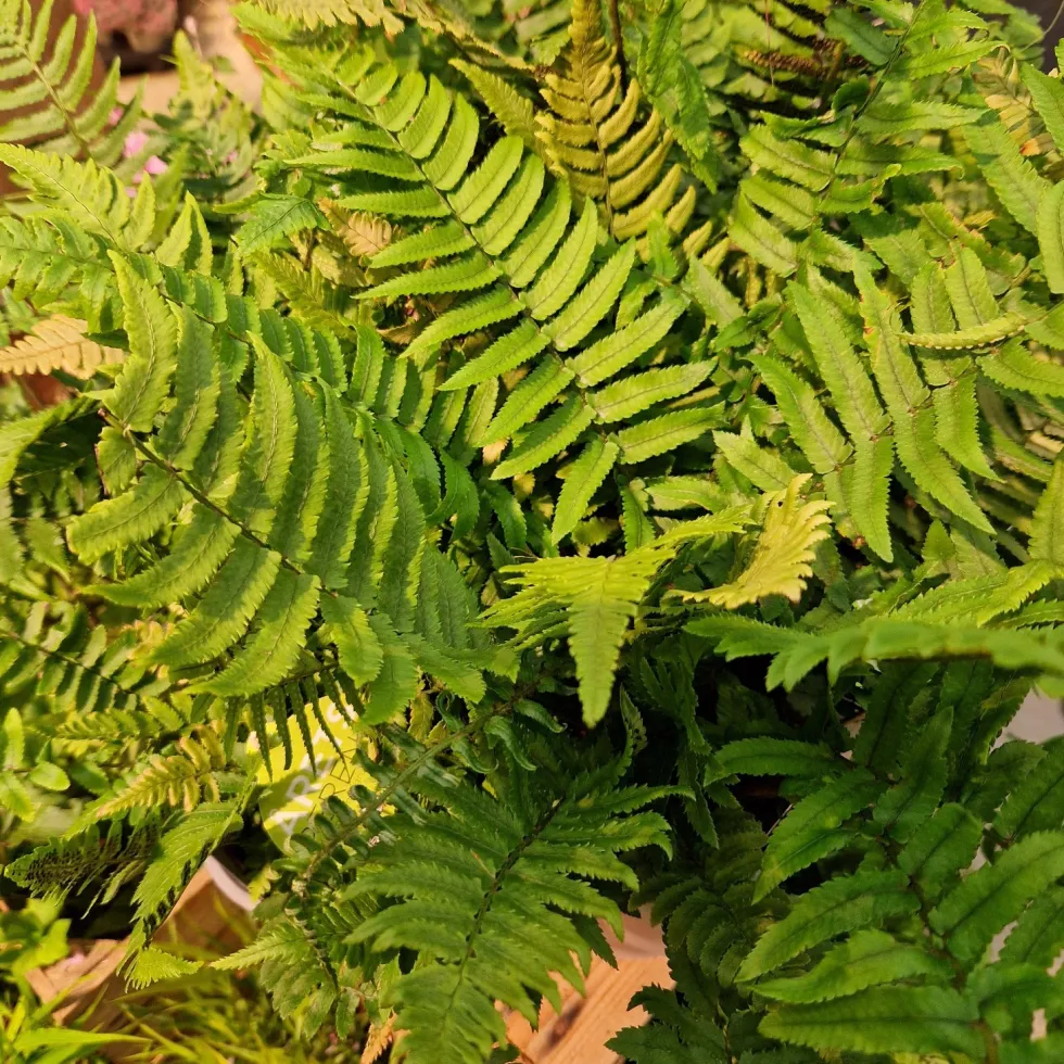 Perenn Omnia Garden Lurvbräken Dryopteris Cycadina 2L