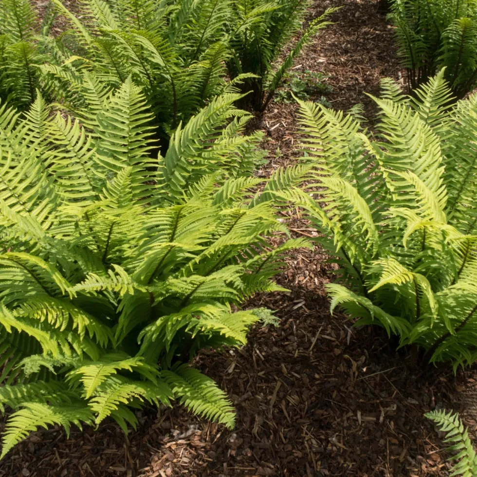 Perenn Omnia Garden Lurvbräken Dryopteris Cycadina 2L