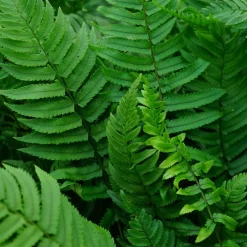 Perenn Omnia Garden Lurvbräken Dryopteris Cycadina 2L