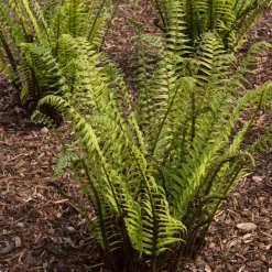 Perenn Omnia Garden Lurvbräken Dryopteris Cycadina 2L