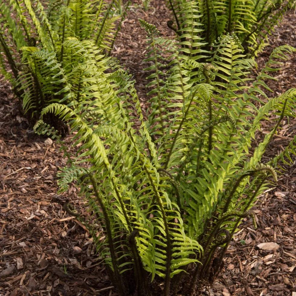 Perenn Omnia Garden Lurvbräken Dryopteris Cycadina 2L