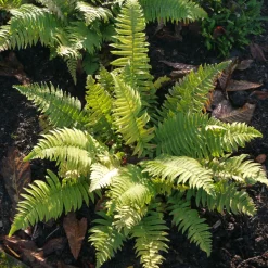 Perenn Omnia Garden Lurvbräken Dryopteris Cycadina 2L