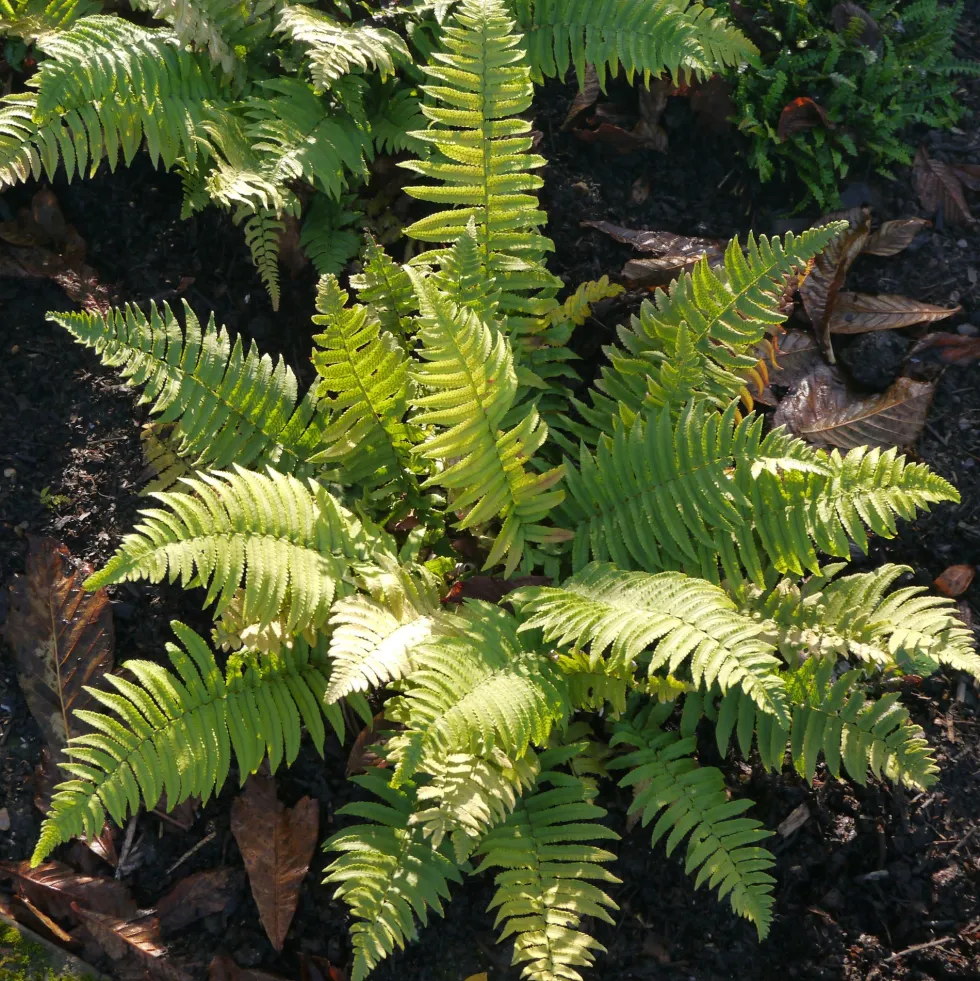 Perenn Omnia Garden Lurvbräken Dryopteris Cycadina 2L