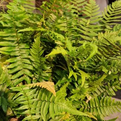 Perenn Omnia Garden Lurvbräken Dryopteris Cycadina 2L