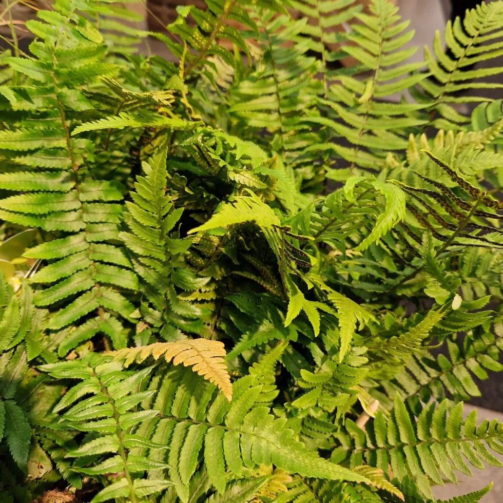 Perenn Omnia Garden Lurvbräken Dryopteris Cycadina 2L
