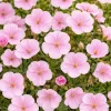 Perenn Omnia Garden Perennpaket Sommarkänsla
