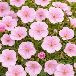 Perenn Omnia Garden Perennpaket Sommarkänsla