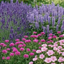 Perenn Omnia Garden Perennpaket Sommarkänsla