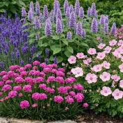 Perenn Omnia Garden Perennpaket Sommarkänsla