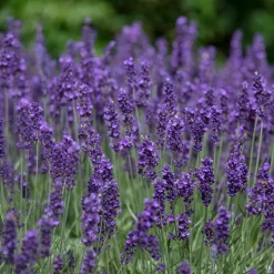 Perenn Omnia Garden Perennpaket Sommarkänsla