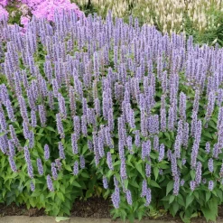 Perenn Omnia Garden Perennpaket Sommarkänsla