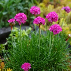 Perenn Omnia Garden Perennpaket Sommarkänsla