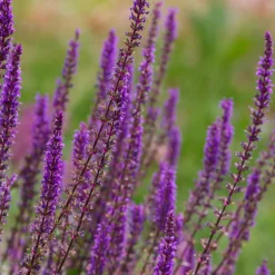 Perenn Omnia garden Stäppsalvia Amethyst