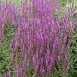 Perenn Omnia garden Stäppsalvia Amethyst