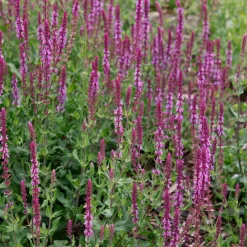 Perenn Omnia garden Stäppsalvia Amethyst
