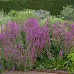 Perenn Omnia garden Stäppsalvia Amethyst