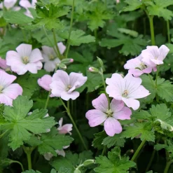 Perenn Omnia Garden Trädgårdsnäva Dreamland Bremdream