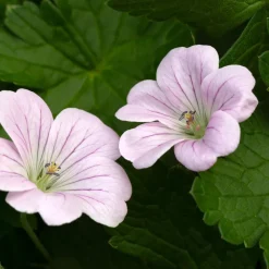 Perenn Omnia Garden Trädgårdsnäva Dreamland Bremdream