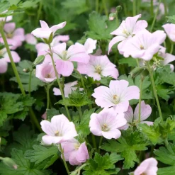 Perenn Omnia Garden Trädgårdsnäva Dreamland Bremdream