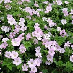 Perenn Omnia Garden Trädgårdsnäva Dreamland Bremdream