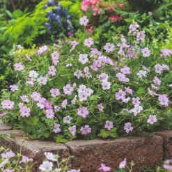 Perenn Omnia Garden Trädgårdsnäva Dreamland Bremdream