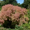Perukbuske Omnia Garden Young Lady