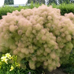 Perukbuske Omnia Garden Young Lady
