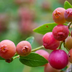Planta Amerikanskt Blåbär Omnia Garden Pink Lemonade10-pack