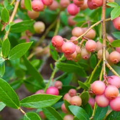 Planta Amerikanskt Blåbär Omnia Garden Pink Lemonade10-pack