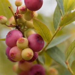 Planta Amerikanskt Blåbär Omnia Garden Pink Lemonade10-pack
