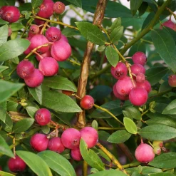 Planta Amerikanskt Blåbär Omnia Garden Pink Lemonade10-pack
