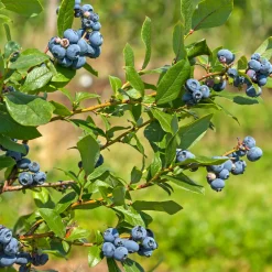 Planta Amerikanskt Blåbär Omnia Garden Northland