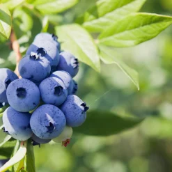 Planta Amerikanskt Blåbär Omnia Garden Northland