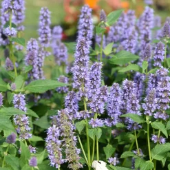 Planta Anisört Omnia Garden Blue Fortune