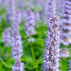 Planta Anisört Omnia Garden Blue Fortune