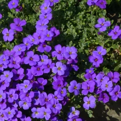 Planta Aubrieta Omnia Garden Blaumeise