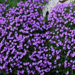 Planta Aubrieta Omnia Garden Blaumeise
