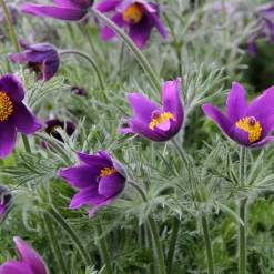 Planta Backsippa Omnia Garden